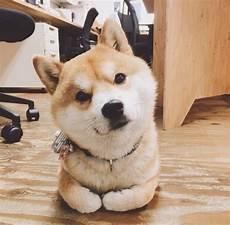 小柴犬简笔画