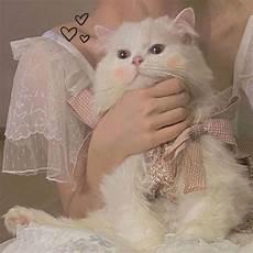 带猫咪的情侣头像